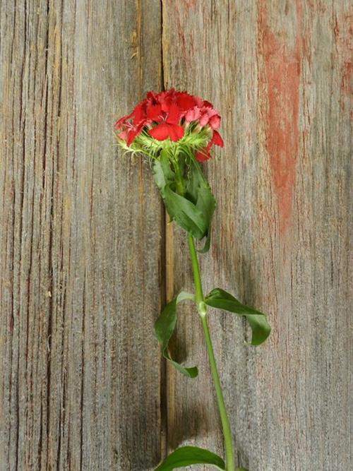 BICOLOR RED/WHITE DIANTHUS